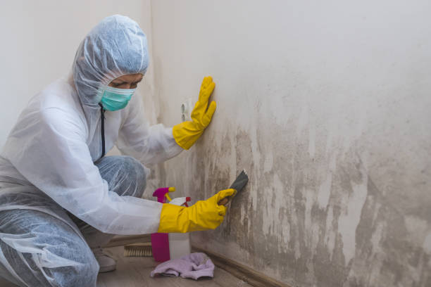 Prevent Mold Recurrence with Expert Remediation Services